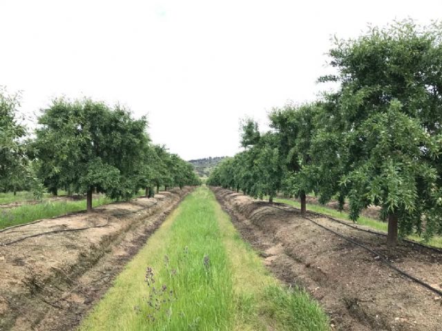 Almendras Km 0 para los productos de Delaviuda Confectionery Group - 1, Foto 1