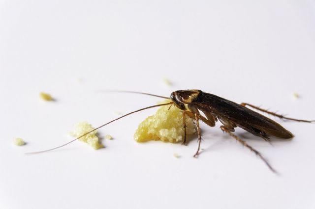 Rentokil Initial: Las cucarachas causan 4 de cada 10 infestaciones por plagas en España - 1, Foto 1