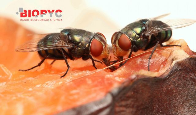 Biopyc recomienda realizar control de insectos voladores en el sector alimentario - 1, Foto 1