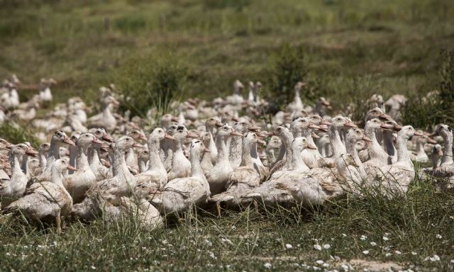 Transparencia y compromiso en el sector español de las palmípedas grasas - 1, Foto 1