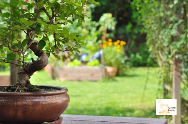Alfarería Raimundo Sánchez explica las ventajas de usar una maceta de bonsái de barro - 1, Foto 1