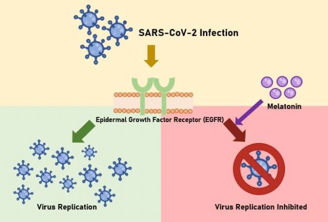 La Melatonina bloquea la replicación del virus responsable de la COVID-19 - 1, Foto 1