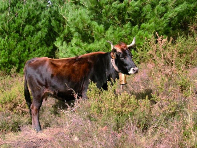 España solicita a la CE la activación de medidas de apoyo para el sector del vacuno de carne - 1, Foto 1