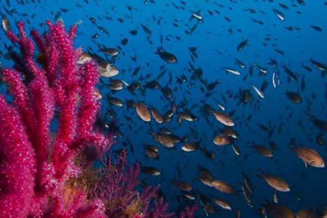 El MITECO presenta los avances del programa de ciencia ciudadana marina en alianza con la iniciativa Observadores del Mar del CSIC - 1, Foto 1