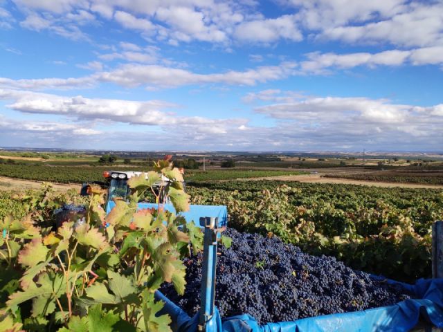 Termina en Bodegas Vilano una de las vendimias más excepcionales de los últimos tiempos - 1, Foto 1