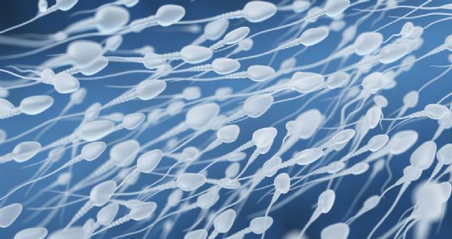 La morfología de los espermatozoides se ha deteriorado en los últimos años, reduciendo la fertilidad masculina - 1, Foto 1