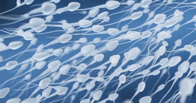 La morfología de los espermatozoides se ha deteriorado en los últimos años, reduciendo la fertilidad masculina - 1, Foto 1