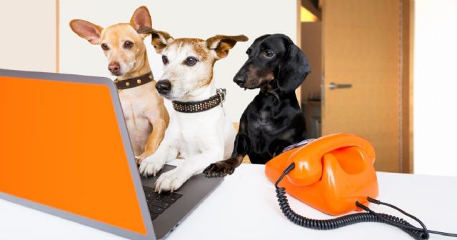 Las razas de perro más buscadas por los españoles en 2020, según Wamiz - 1, Foto 1