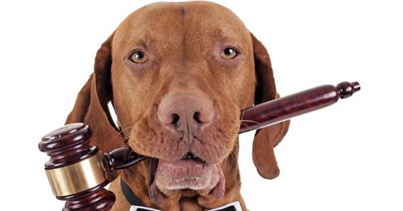 Día Internacional de los Animales 2020: en España se abandona un animal cada cinco minutos - 1, Foto 1