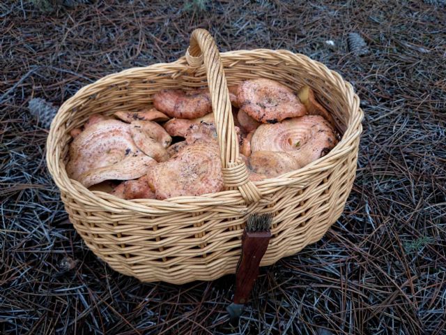 Finaliza la temporada del níscalo en Cogolludo - 1, Foto 1
