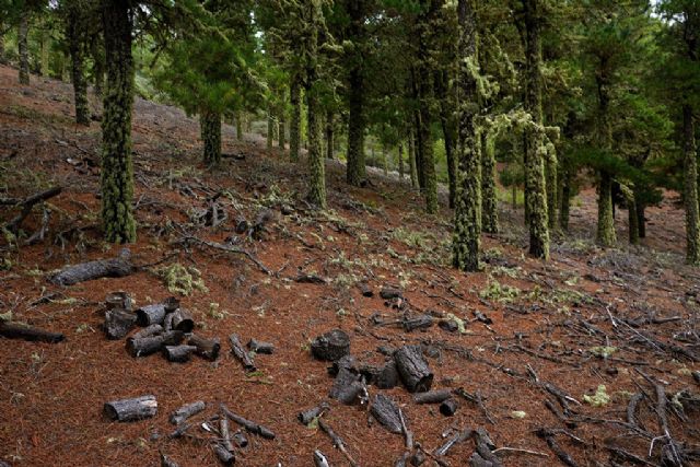 España se suma junto a otros 8 países europeos a la Declaración de Ambición 2025 para reforzar la cooperación contra la deforestación - 1, Foto 1