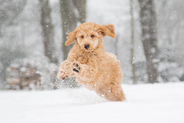Consejos veterinarios para cuidar de las mascotas ante el temporal de frío - 1, Foto 1