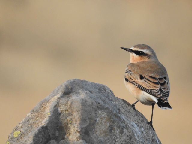 La Sierra Norte de Guadalajara es un paraíso ornitológico - 1, Foto 1