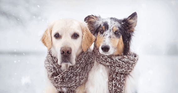 Claves para proteger a los perros de la nieve y el frío, según Wamiz - 1, Foto 1