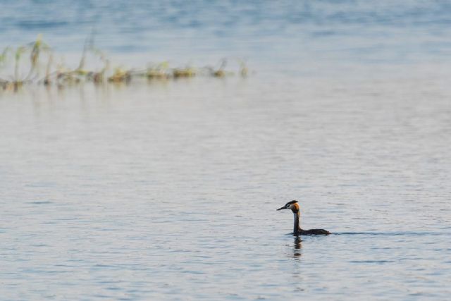 El Gobierno apuesta por la recuperación de los humedales con el objetivo de alcanzar, en 2030, las cerca de 40.000 hectáreas restauradas - 1, Foto 1