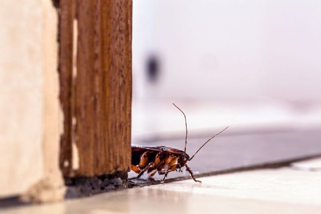 Rentokil Initial: Esto es lo que pasa cuando una cucaracha entra en una casa - 1, Foto 1