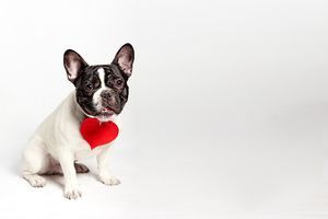San Valentín en Mascota Planet, ideas de regalos originales para las mascotas - 1, Foto 1