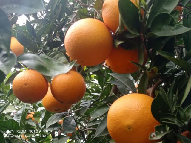 Naranjas la Torre regala cajas de 5kg de naranjas por su XVI aniversario - 1, Foto 1