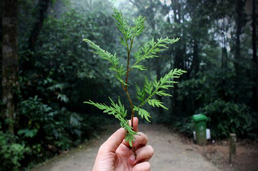 Teresa Ribera reitera el compromiso del Gobierno de consolidar una Nueva Estrategia Forestal Nacional - 1, Foto 1