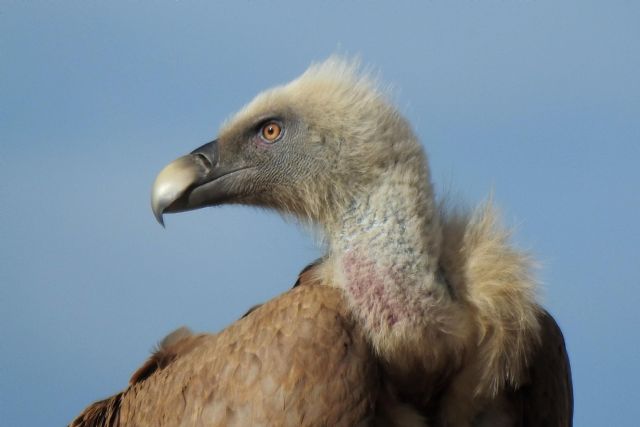 Los buitres leonados: sanitarios del campo - 1, Foto 1