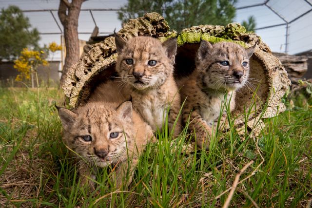 Nacen 23 nuevos cachorros de lince ibérico en los centros de cría gestionados por Parques Nacionales - 1, Foto 1