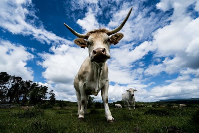 Provacuno promueve las normas de bienestar animal más exigentes del Planeta en vacuno de carne - 1, Foto 1