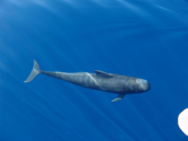 Loro Parque Fundación desarrolla una herramienta que haría más sostenible el avistamiento de cetáceos - 1, Foto 1