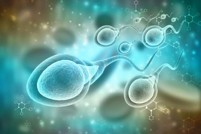 La fecundación con espermatozoides defectuosos puede provocar pérdidas de embarazo y enfermedades en los hijos - 1, Foto 1
