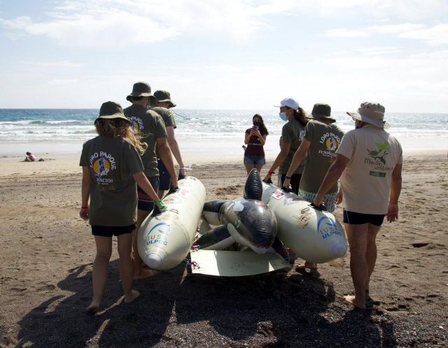 Voluntarios realizan un simulacro de varamiento masivo de cetáceos y emplean un pontón de rescate - 1, Foto 1