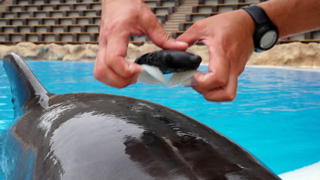 Loro Parque participa en el estudio sobre bienestar de cetáceos más grande de la historia - 1, Foto 1