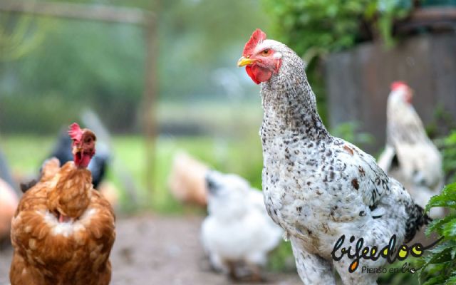 Pienso ecológico, una gran opción para las granjas según Bifeedoo - 1, Foto 1