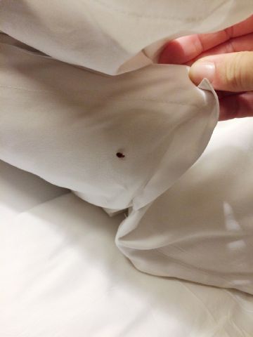 ¿Picores al levantarse de la cama? Rentokil Initial resuelve estas dudas con una serie de claves - 1, Foto 1