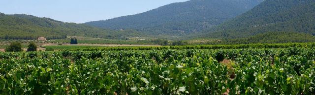 Bullas es poesía para los amantes del vino - 2