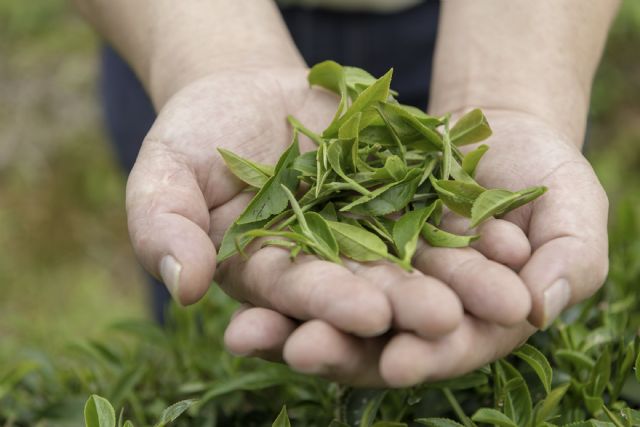 Sustituir proteínas de origen animal por aquellas de origen vegetal: un impacto ambiental y social positivo - 1, Foto 1