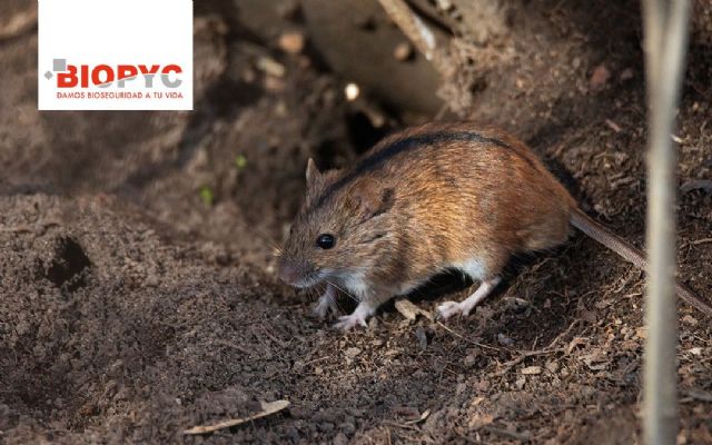 Por qué es tan importante el control de roedores en explotaciones ganaderas, según BIOPYC - 1, Foto 1