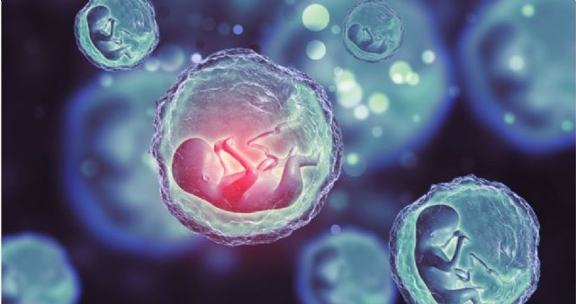 El diagnóstico genético preimplantacional puede descartar embriones normales - 1, Foto 1