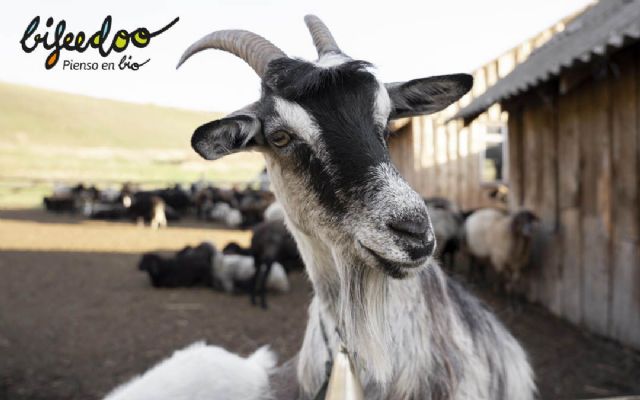 La cabra, un animal muy versátil y resistente, según Bifeedoo - 1, Foto 1