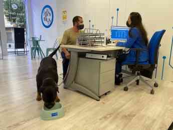 Avanza convierte todas sus tiendas en Pet Friendly y busca a la mascota de la empresa - 1, Foto 1