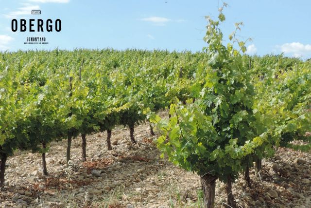 Obergo, referente del vino blanco en la D.O. Somontano - 1, Foto 1