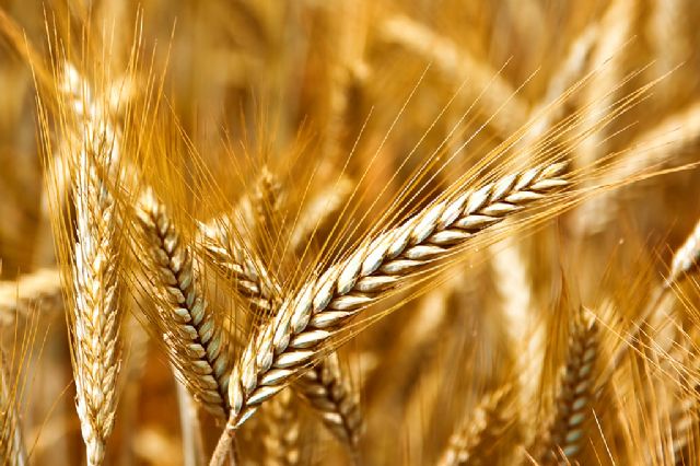 El secretario general de Agricultura y Alimentación analiza con el sector cerealista y de piensos el impacto de la invasión rusa de Ucrania - 1, Foto 1
