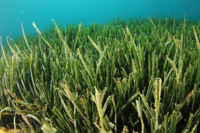 El MITECO destina más de 26 millones de euros a la restauración de hábitats marinos - 1, Foto 1