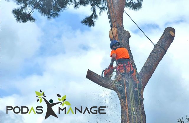 Las ventajas de podar los árboles en primavera, por PODAS MANAGE - 1, Foto 1