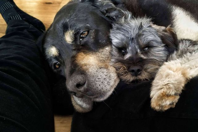 La Asociación Española de Perros de Apoyo fomenta la terapia asistida con perros - 1, Foto 1