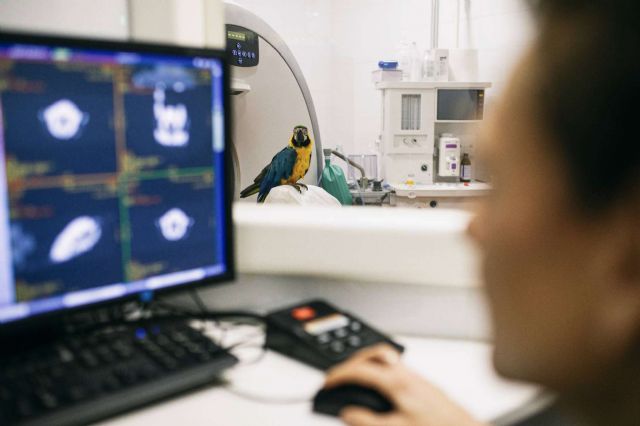 El Hospital Veterinario El Bosque ayuda a los animales de Ucrania - 1, Foto 1