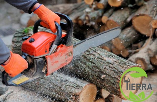 Las mejores técnicas para talar árboles, por LA TIERRA JARDINERÍA - 1, Foto 1
