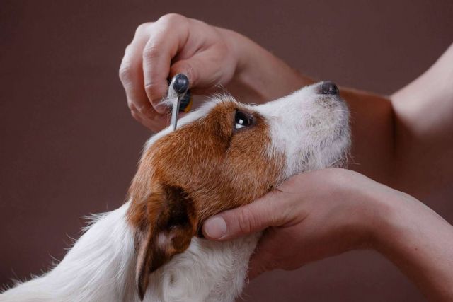 Cachorros del Valle, un centro especializado en la atención de los parásitos en perros - 1, Foto 1