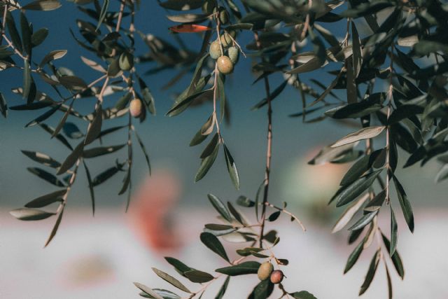 Planas anuncia una ayuda asociada para el olivar tradicional en la nueva PAC - 1, Foto 1