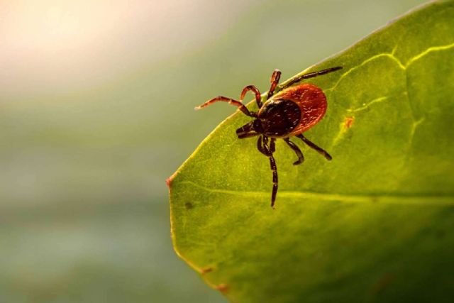 Todo lo que se debe saber sobre las garrapatas, de la mano de la Asociación Española de Perros de Apoyo - 1, Foto 1