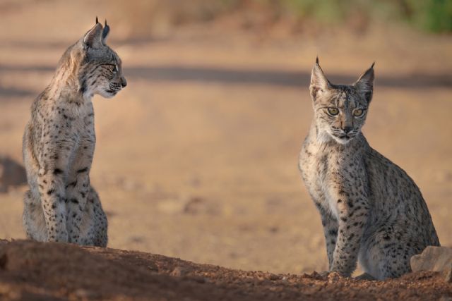 La población de lince ibérico bate un nuevo récord con más de 1.365 ejemplares censados - 1, Foto 1
