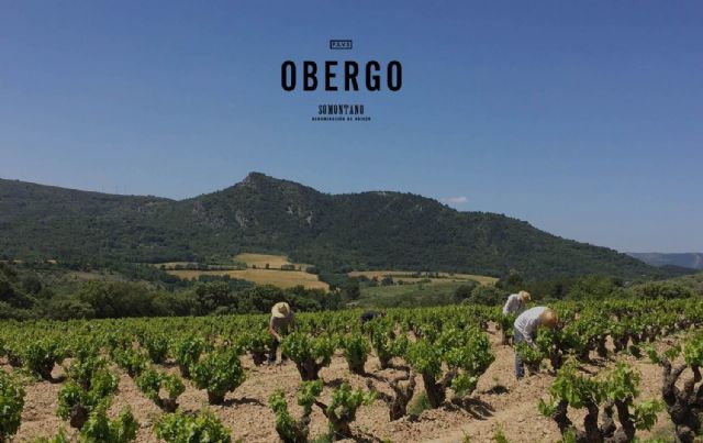 El vino tinto del Somontano tiene como principal embajador a Obergo - 1, Foto 1